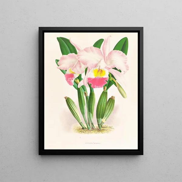 Jean Jules Linden - Cattleya Mendeli.webp