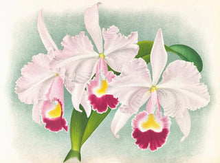 Cattleya trianae var. Martin Cahuzac - Jean Jules Linden — Ansicht des Kunstwerks