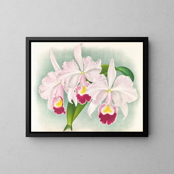 Cattleya trianae var. Martin Cahuzac - Jean Jules Linden — gerahmtes Bild an der Wand