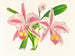 Cattleya trianae var. striata - Jean Jules Linden — Ansicht des Kunstwerks