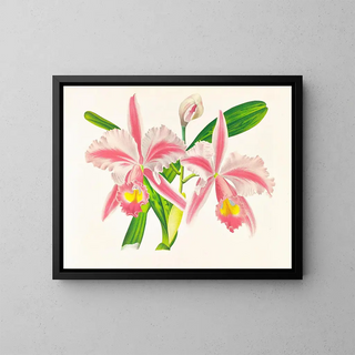 Jean Jules Linden - Cattleya Trianae var striata.webp