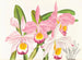 Cattleya eldorado - Jean Jules Linden — Ansicht des Kunstwerks