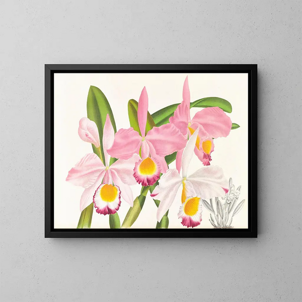 Cattleya eldorado - Jean Jules Linden — gerahmtes Bild an der Wand