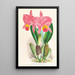 Cattleya percivaliana var reichenbachi - Jean Jules Linden — gerahmtes Bild an der Wand