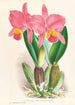 Cattleya percivaliana var reichenbachi - Jean Jules Linden — Ansicht des Kunstwerks