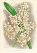 Cleisostoma Guiberti - Jean Jules Linden — Ansicht des Kunstwerks