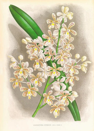 Jean Jules Linden - Cleisostoma Guiberti.webp