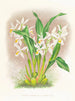 Coelogyne ocellata - Jean Jules Linden — Ansicht des Kunstwerks
