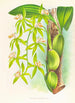 Coelogyne peltastes - Jean Jules Linden — Ansicht des Kunstwerks