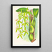 Coelogyne peltastes - Jean Jules Linden — gerahmtes Bild an der Wand