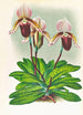 Cypripedium barbato veitchianum - Jean Jules Linden — Ansicht des Kunstwerks