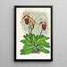 Cypripedium barbato veitchianum - Jean Jules Linden — gerahmtes Bild an der Wand