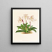 Cypripedium microchilum - Jean Jules Linden — gerahmtes Bild an der Wand