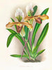Cypripedium brillant - Jean Jules Linden — Ansicht des Kunstwerks