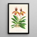 Cypripedium oenanthum superbum - Jean Jules Linden — gerahmtes Bild an der Wand