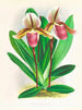 Cypripedium orphanum - Jean Jules Linden — Ansicht des Kunstwerks