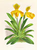 Cypripedium sallieri - Jean Jules Linden — Ansicht des Kunstwerks