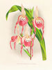 Cypripedium schroderae var. - Jean Jules Linden — Ansicht des Kunstwerks