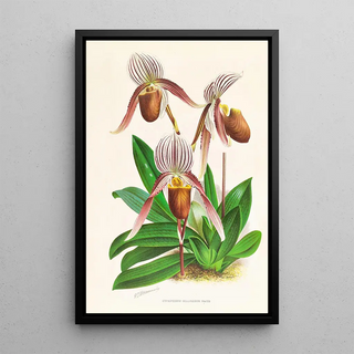 Jean Jules Linden - Cypripedium selligerum majus.webp