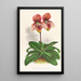 Cypripedium tessellatum - Jean Jules Linden — gerahmtes Bild an der Wand