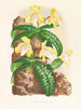 Cypripedium tonkinense - Jean Jules Linden — Ansicht des Kunstwerks