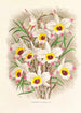 Dendrobium Falconeri - Jean Jules Linden — Ansicht des Kunstwerks