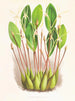 Dendrobium inédit - Jean Jules Linden — Ansicht des Kunstwerks