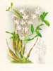 Dendrobium bursae - Jean Jules Linden — Ansicht des Kunstwerks
