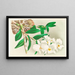 Dendrobium infundibulum - Jean Jules Linden — gerahmtes Bild an der Wand