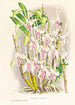 Dendrobium stratiotes - Jean Jules Linden — Ansicht des Kunstwerks