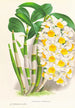 Dendrobium thyrsiflorum - Jean Jules Linden — Ansicht des Kunstwerks