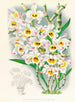 Dendrobium wardianum - Jean Jules Linden — Ansicht des Kunstwerks