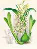 Épidendrum prismatocarpum - Jean Jules Linden — Ansicht des Kunstwerks