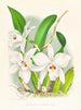 Laelia anceps var. hyène - Jean Jules Linden — Ansicht des Kunstwerks