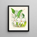 Laelia anceps var. hyène - Jean Jules Linden — gerahmtes Bild an der Wand