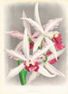 Laelia elegans - Jean Jules Linden — Ansicht des Kunstwerks