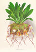 Masdevallia Roezli - Jean Jules Linden — Ansicht des Kunstwerks