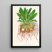 Masdevallia Roezli - Jean Jules Linden — gerahmtes Bild an der Wand