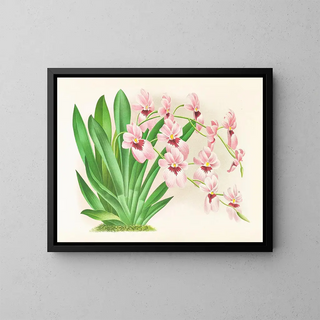 Miltonia vexillaria - Jean Jules Linden — gerahmtes Bild an der Wand