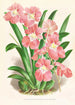 Odontoglossum Vexillarium - Jean Jules Linden — Ansicht des Kunstwerks