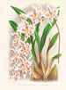 Odontoglossum alexandrae var. cutsemianum - Jean Jules Linden — Ansicht des Kunstwerks