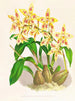 Odontoglossum coradinei var. grandiflorum - Jean Jules Linden — Ansicht des Kunstwerks