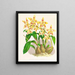 Odontoglossum coradinei var. grandiflorum - Jean Jules Linden — gerahmtes Bild an der Wand