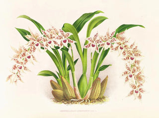 Odontoglossum lucianianum - Jean Jules Linden — Ansicht des Kunstwerks