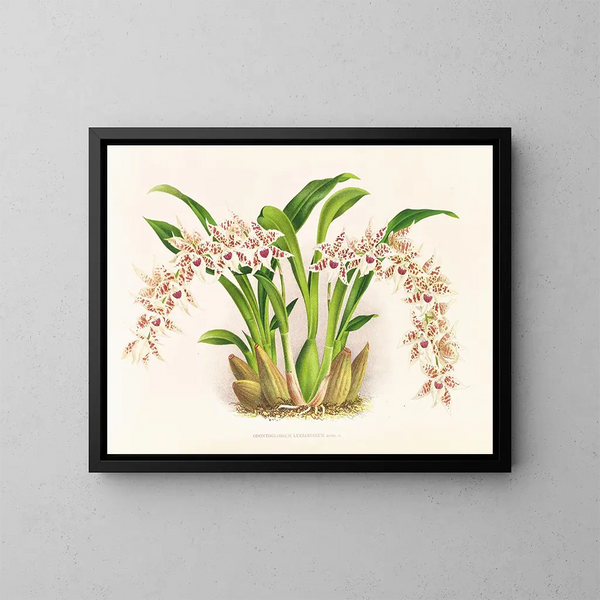 Odontoglossum lucianianum - Jean Jules Linden — gerahmtes Bild an der Wand