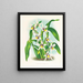 Odontoglossum maxillare - Jean Jules Linden — gerahmtes Bild an der Wand