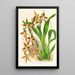 Odontoglossum nevadense - Jean Jules Linden — gerahmtes Bild an der Wand