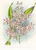 Odontoglossum odoratum var striatum - Jean Jules Linden — Ansicht des Kunstwerks
