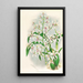Odontoglossum ramosissimum - Jean Jules Linden — gerahmtes Bild an der Wand