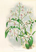 Odontoglossum ramosissimum - Jean Jules Linden — Ansicht des Kunstwerks